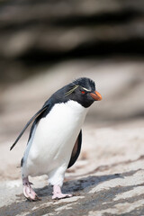 The Rockhopper Penguin (Eudyptes chrysocome)