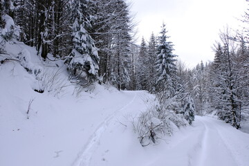 Snowfall in Poland. Snow-covered road in the forest. Winter in Poland.