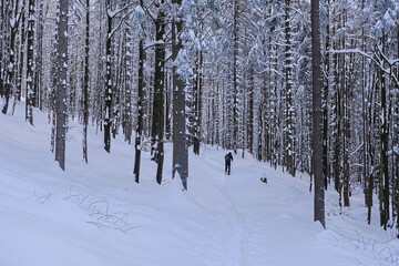 Snowfall in Poland. Forest covered with snow.