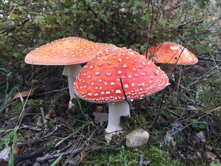 amanita muscaria fly agaric