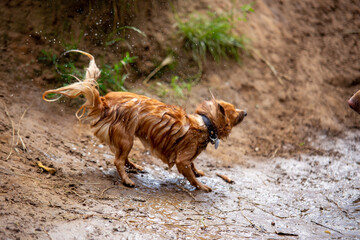 Langhaariger Chihuahua auf grüner Wiese