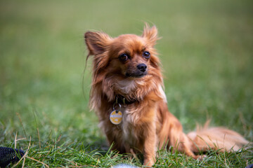 Langhaariger Chihuahua auf grüner Wiese