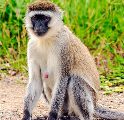 Baboons in Africa