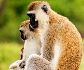Baboons in Africa