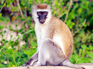 Baboons in Africa