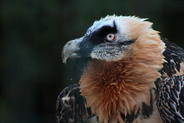 Bearded vulture posing in the Prague Zoo 