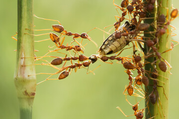 Red ants colony at work