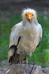 Egyptian vulture posing in the Prague Zoo 