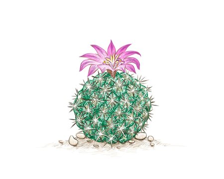 Illustration Hand Drawn Sketch of Neolloydia Cactus with Pink Flower. A Succulent Plants with Sharp Thorns for Garden Decoration.
