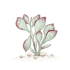 Illustration Hand Drawn Sketch of Adromischus Maculatus, Calico Hearts or Chocolate Drop. A Succulent Plants for Garden Decoration.
