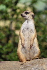 Fototapeta premium guarding a meerkat at the zoo