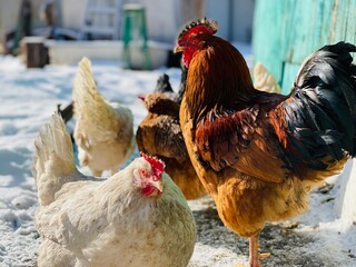 Close up of chickens with rooster walking in courtyard in wintertime.
