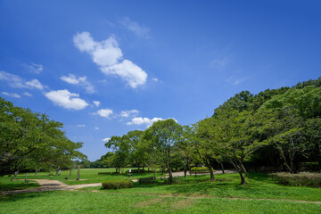 Fototapeta na wymiar 公園の新緑と青空