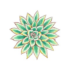 Illustration Hand Drawn Sketch of Aeonium Sunburst Succulent or Copper Pinwheel Plant. A Succulent Plants with Sharp Thorns for Garden Decoration.

