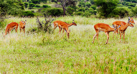 Antelopes in Africa
