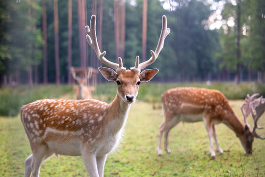 Dammwild im Gehege in Neunhof bei N&uuml;rnberg