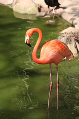 Flamingos se alimentando no lago.