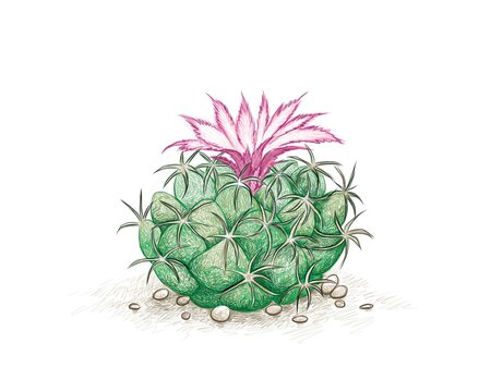 Illustration Hand Drawn Sketch of Cumulopuntia Cactus with Pink Flower. A Succulent Plants with Sharp Thorns for Garden Decoration.
