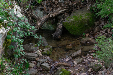 Akfadou forest in Bejaia, Algeria, a Forest of oaks
