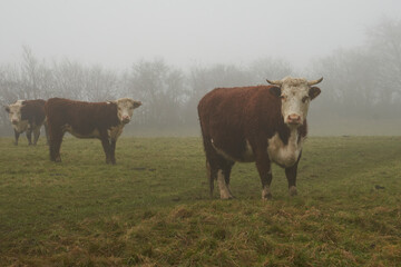 Cattle in the mist of the Woolley Valley, an Area of Outstanding Natural Beauty in the Cotswolds on the outskirts of Bath, England, United Kingdom