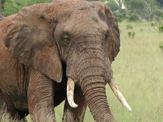 Fototapeta na wymiar African Elephant in Tanzania