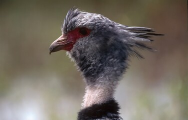 Southern screamer