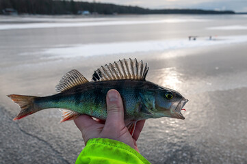 Perch in the hand - ice fishing trophy