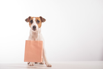 Portrait of dog jack russell terrier holding a pink paper bag in his mouth on a white background....