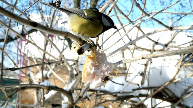 Hungry birds, Great tit or parus major, are pecking lard which hangs from branch in garden or backyard. Feeding birds on wintertime. Close-up.