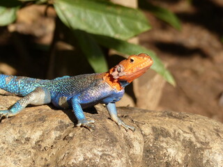 Male rock agama in East Africa