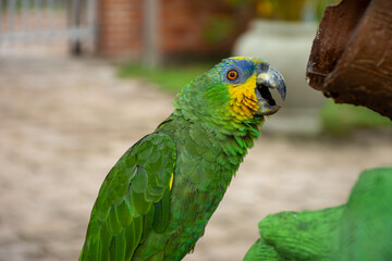 Parrots (Psittacidae)