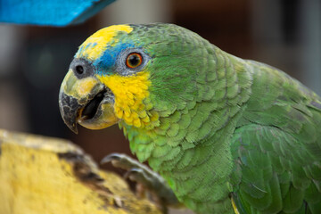 Parrots (Psittacidae)