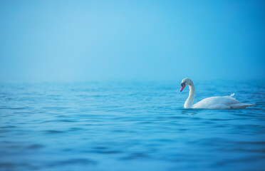 White swan in the sea, sunrise shot