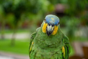 Parrots (Psittacidae)
