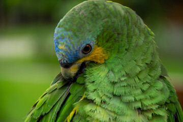 Parrots (Psittacidae)