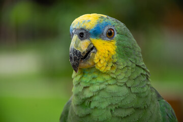 Parrots (Psittacidae)