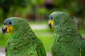 Parrots (Psittacidae)