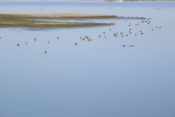 小江戸川越　大空広がる伊佐沼　水鳥が群れて休む