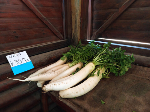 big healthy fleshy white turnips with green leaves on sale at the farmer market with copyspace
