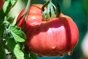 Red pink ripe beefsteak tomato growing on the hairy vines in the summer garden in the sunlight, with raindrops on, self sufficiency conce