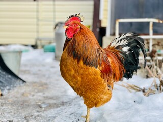 Close-up of a rooster walking in the yard in winter.