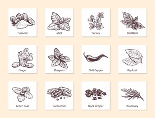 Spices and herbs. Hand drawn ginger, chilli and black pepper, green basil, oregano and bay leaf. Mint, cardamom and rosemary. Aromatic cooking ingredients vector isolated illustration