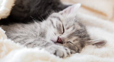 Cute tabby kitten sleeps on white soft blanket. Cats rest napping on bed. Feline love and friendship. Comfortable pets sleep at cozy home. Long web banner