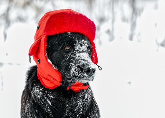 Black german shepherd dog in a hat