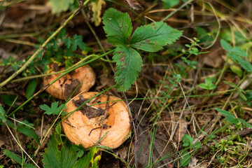 Edible mushrooms wolly milkcap grow in the forest