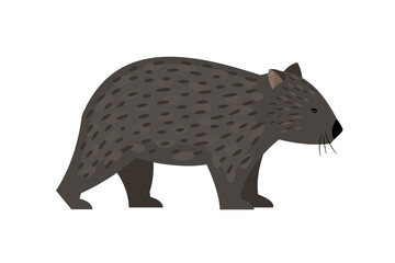 Exotic australian animal. Cartoon cute character of wildlife, friendly beast of nature, vector illustration of wombat isolated on white background