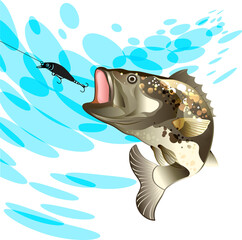 Bass fish, fishing for perch with a vobler on a splash water background