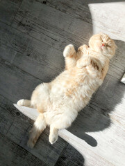 Young scottish fold cat at home. The cat enjoying the sun