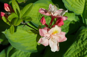 Pink Japanese rhododendron (lat. Rhododendron japonicum) blooms in the garden