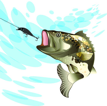 Bass fish, fishing for perch with a vobler on a splash water background